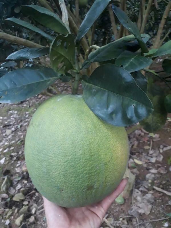 Bưởi da xanh Phú Thịnh - Image 2
